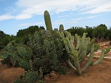 IMG_3121 Bogyós kaktusz.